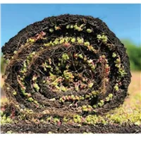 Rozchodníkový koberec Sedum