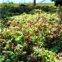 Řízky rozchodníků Dawyck