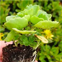 Minisadba rozchodníků Dawyck