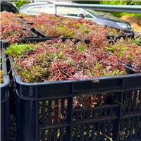 Trsy rozchodníků Dawyck