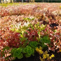 Rozchodníkový koberec PRAKTIK