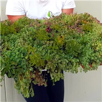 Živé střešní kazety Dawyck