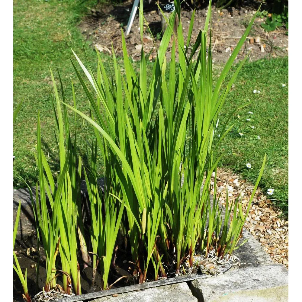 ACORUS calamus/Puškvorec obecný