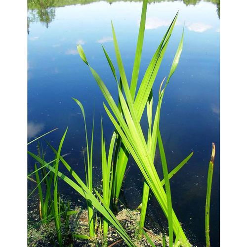 ACORUS calamus/Puškvorec obecný