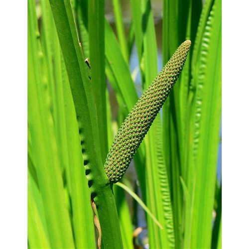 ACORUS calamus/Puškvorec obecný