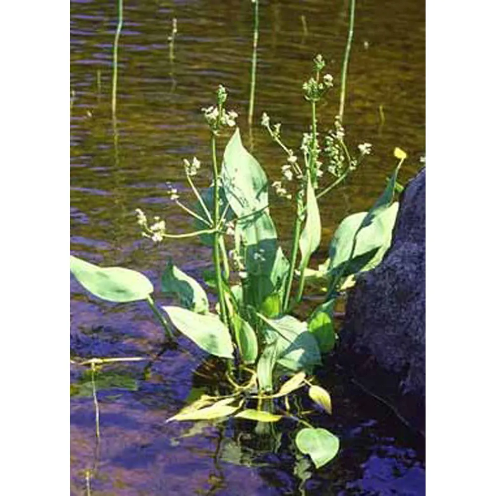 ALISMA plantago-aquatica/Žabník jitrocelový