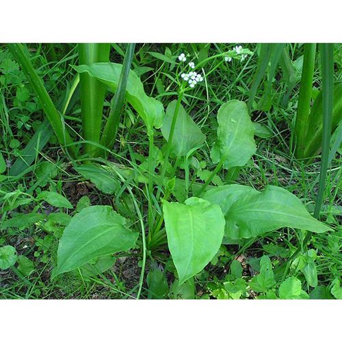 ALISMA plantago-aquatica/Žabník jitrocelový