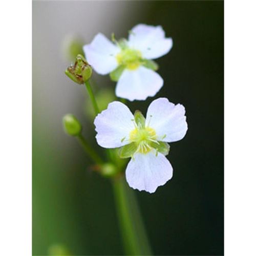 ALISMA plantago-aquatica/Žabník jitrocelový