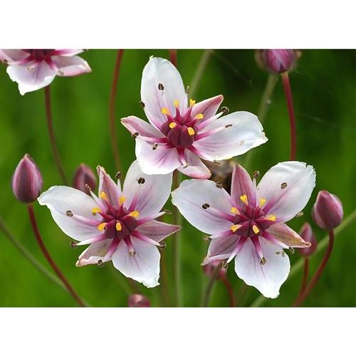 BUTOMUS umbellatus/Šmel okoličnatý