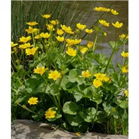 CALTHA palustris/Blatouch bahenní