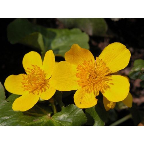 CALTHA palustris/Blatouch bahenní