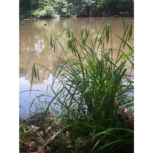 CAREX crinita/Ostřice