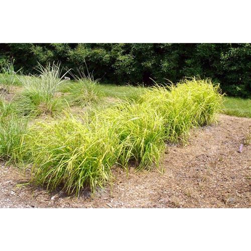 CAREX crinita/Ostřice