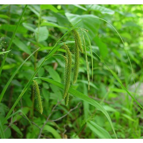 CAREX crinita/Ostřice