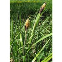 CAREX acutiformis/Ostřice ostrá