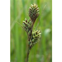 CAREX buxbaumi/Ostřice Buxbaumova