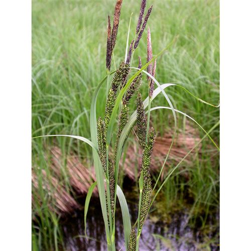 CAREX gracillis Variegata/Ostřice řízná
