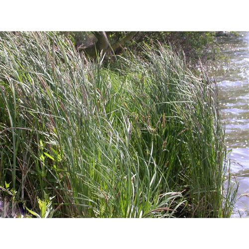 CAREX gracillis Variegata/Ostřice řízná