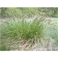 CAREX paniculata/Ostřice latnatá