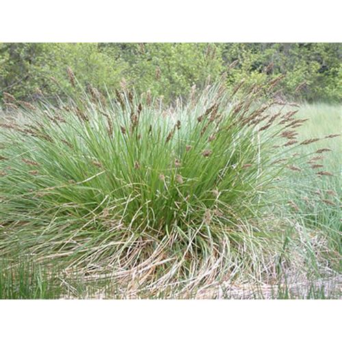 CAREX paniculata/Ostřice latnatá
