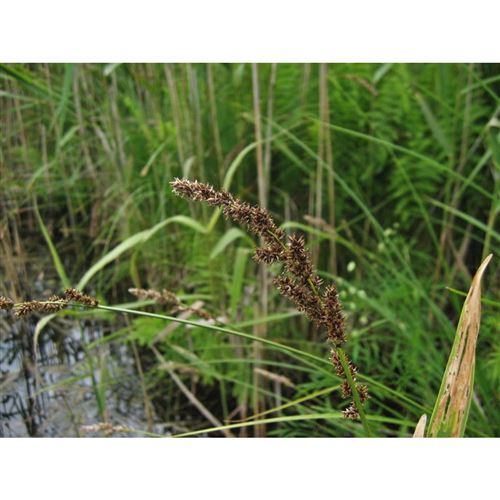 CAREX paniculata/Ostřice latnatá