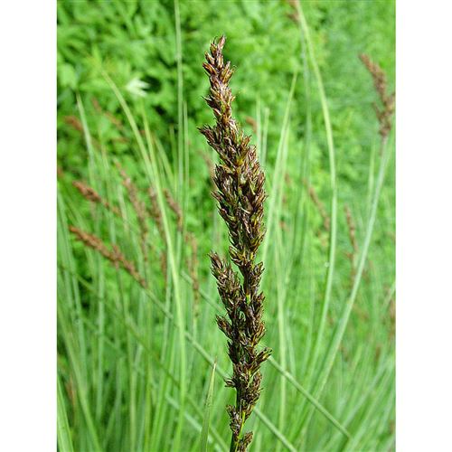 CAREX paniculata/Ostřice latnatá