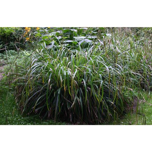 CAREX pendula/Ostřice převislá
