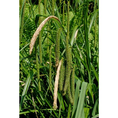 CAREX pendula/Ostřice převislá