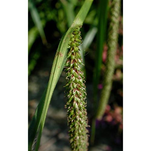 CAREX pendula/Ostřice převislá