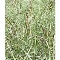 CAREX riparia/Ostřice pobřežní