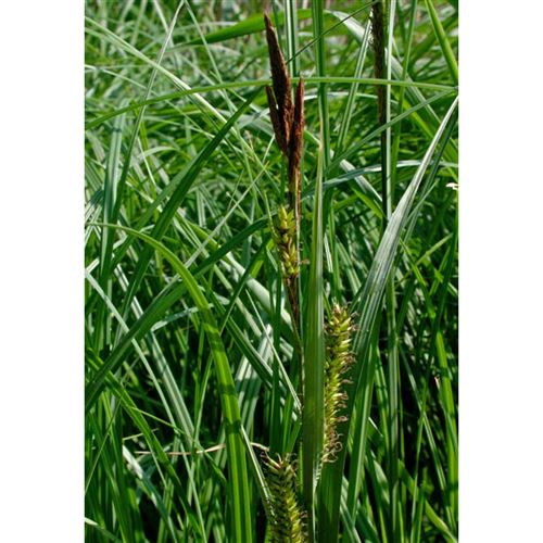 CAREX riparia/Ostřice pobřežní