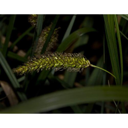 CAREX riparia/Ostřice pobřežní