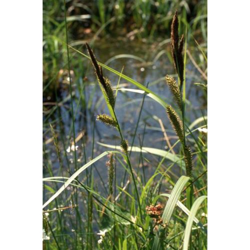 CAREX riparia/Ostřice pobřežní
