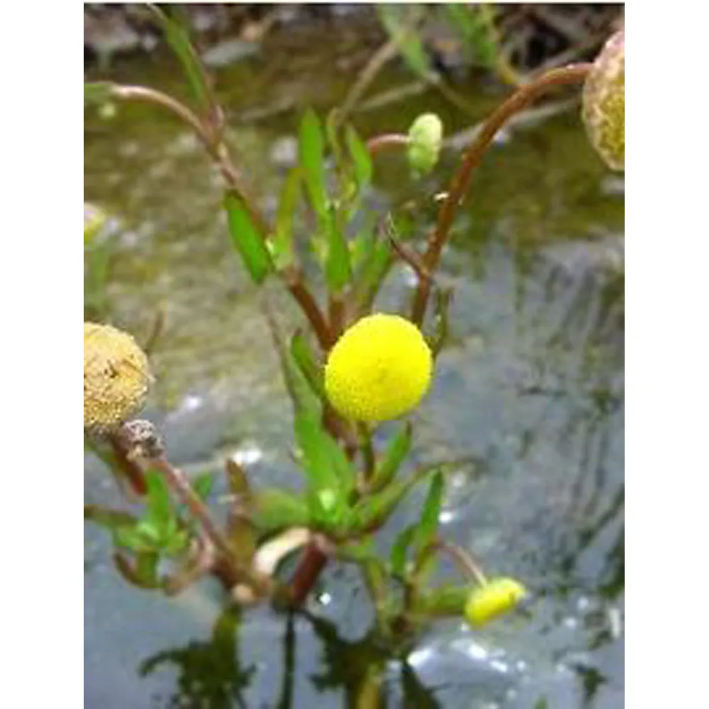 COTULA coronopifolia/Mechovec