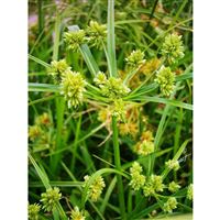 CYPERUS glaber/Šáchor