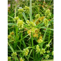CYPERUS glaber/Šáchor