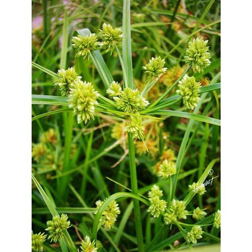 CYPERUS glaber/Šáchor