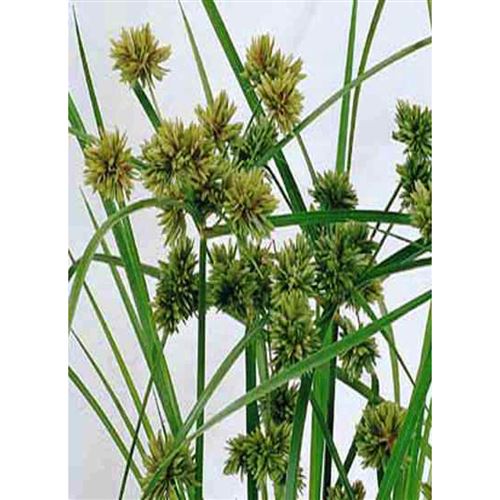 CYPERUS glaber/Šáchor