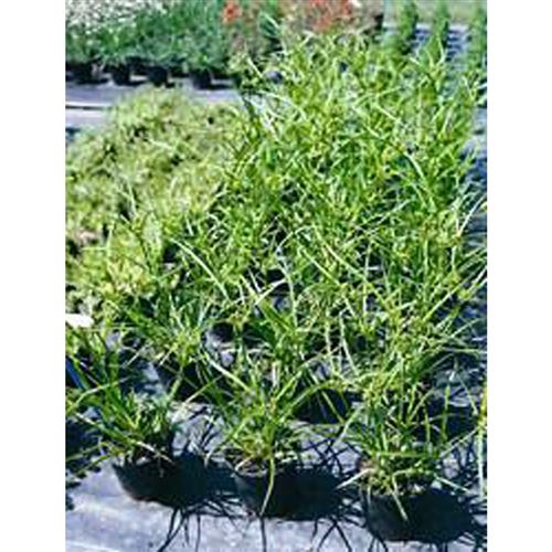 CYPERUS glaber/Šáchor