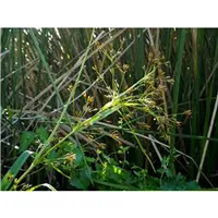 CYPERUS radicans/Šáchor kořenující