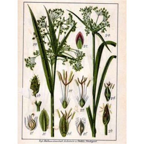 CYPERUS radicans/Šáchor kořenující