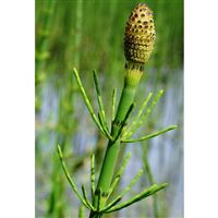 EQUISETUM fluviatille/Přeslička poříční