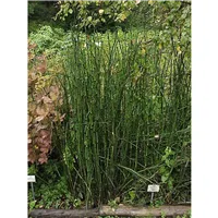 EQUISETUM hyemale/Přeslička zimní