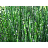 EQUISETUM japonicum/Přeslička japonská