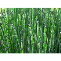EQUISETUM japonicum/Přeslička japonská