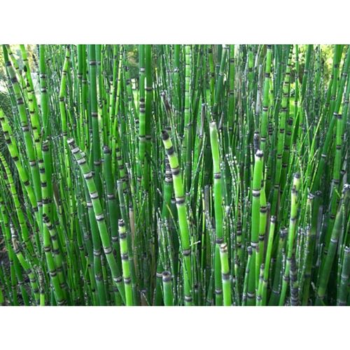 EQUISETUM japonicum/Přeslička japonská