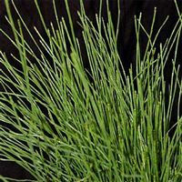 EQUISETUM scirpoides/Přeslička skřípinovitá