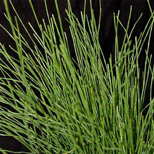 EQUISETUM scirpoides/Přeslička skřípinovitá