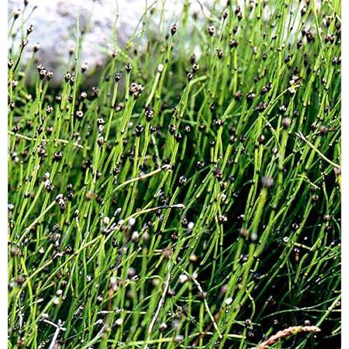 EQUISETUM scirpoides/Přeslička skřípinovitá