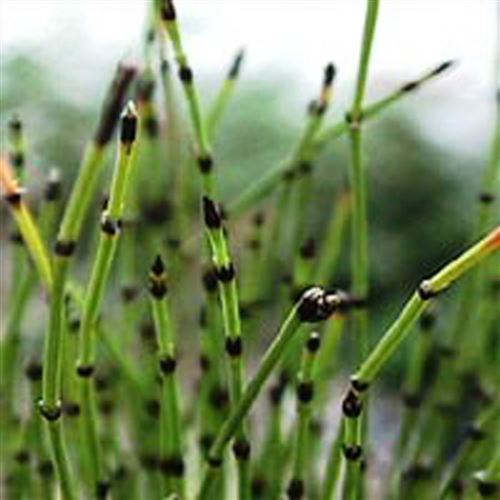 EQUISETUM scirpoides/Přeslička skřípinovitá